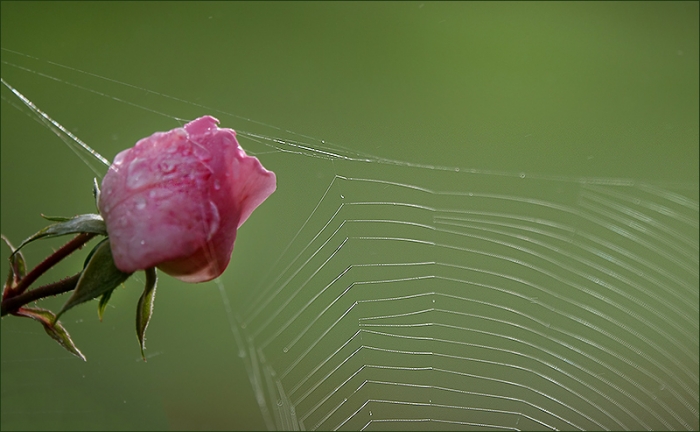 Spinnennetz an einer Rose