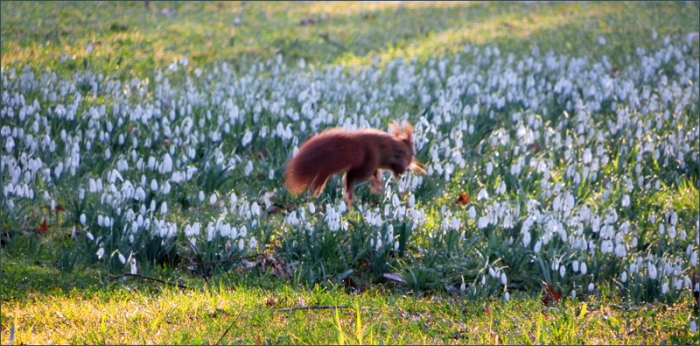 Eichhörnchen springt in Schneeglöckchen