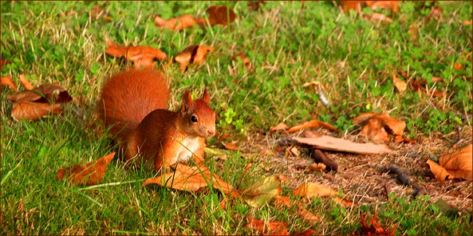Eichhörnchen