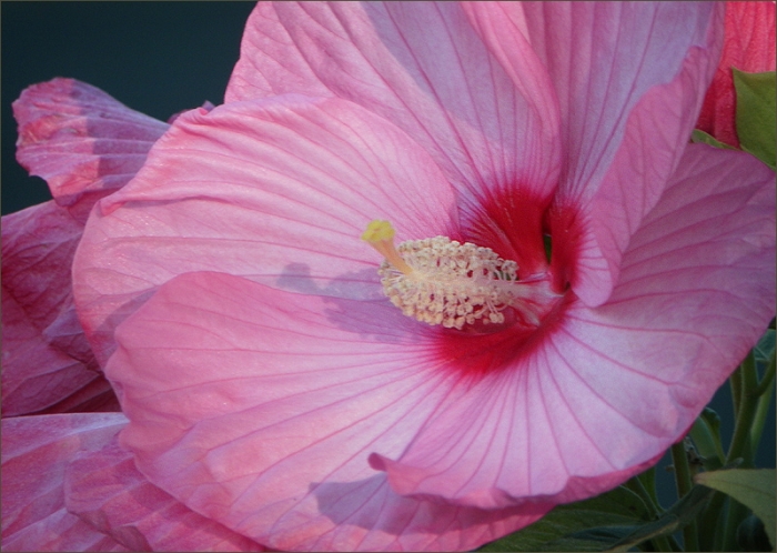 Hibiskus