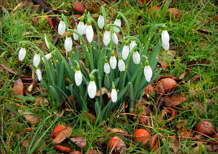 Schneeglöckchen und Nüsse