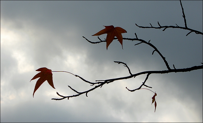 Zwei Ahornblätter an einem Zweig