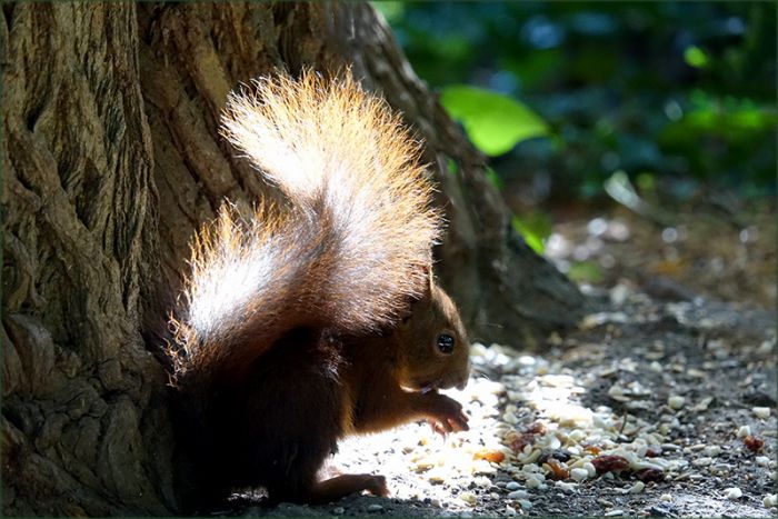 Eichhörnchen im Wald