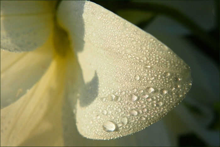 Dahlienblüte