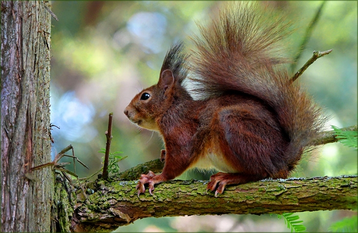 Eichhörnchen auf einem Baumast