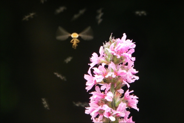 Insektenflug