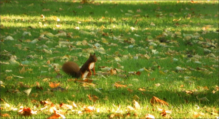 Eichhörnchen im Oktoberlaub