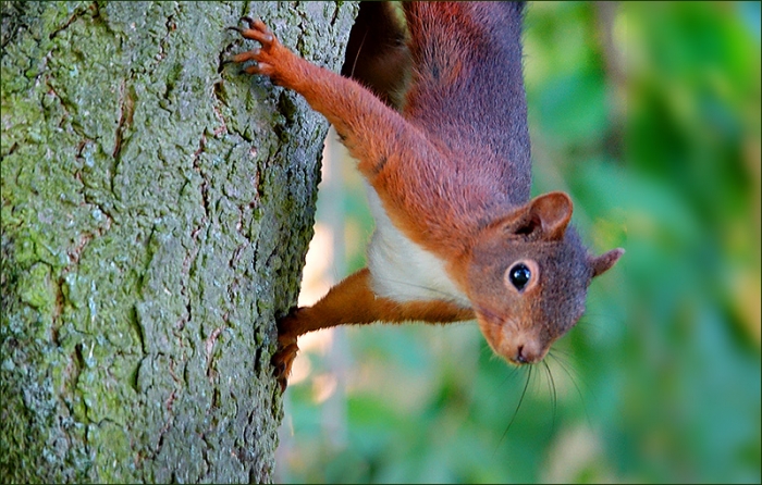 Eichhörnchen am Baumstamm