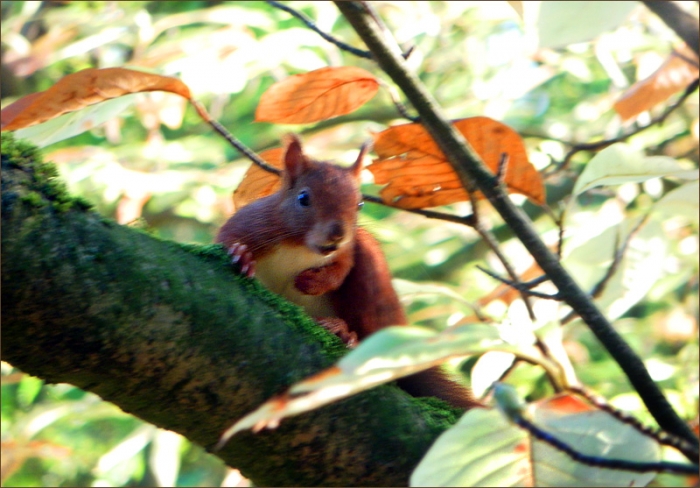 Eichhörnchen