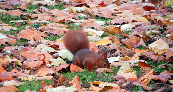 Eichhörnchen im Herbstlaub