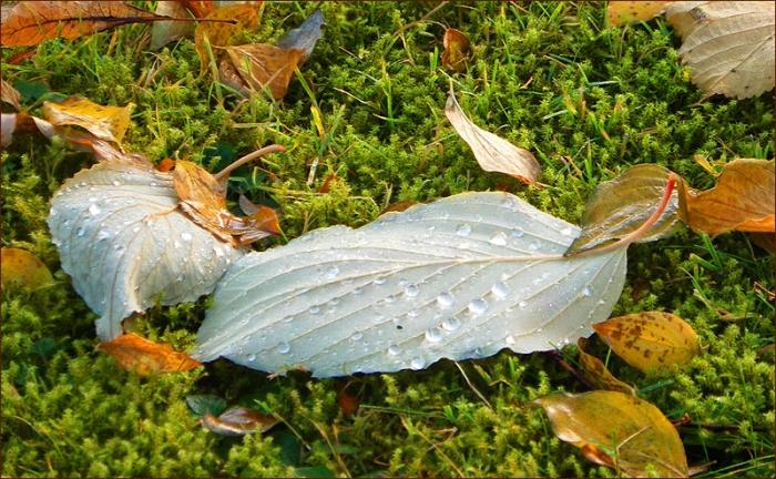 Blätter im Moos