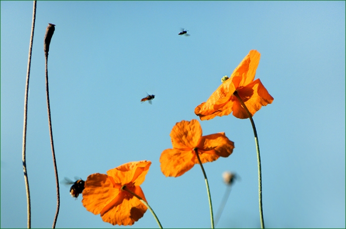 Mohn und Insektenanflug