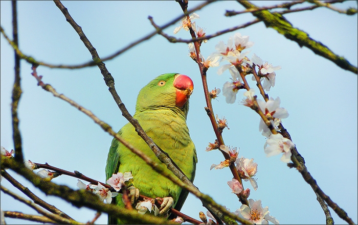 Papagei auf Blütenzweig