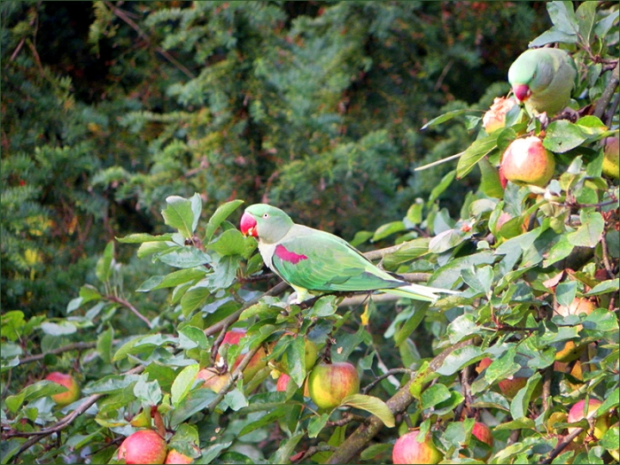 Zwei Papageien im Apfelbaum