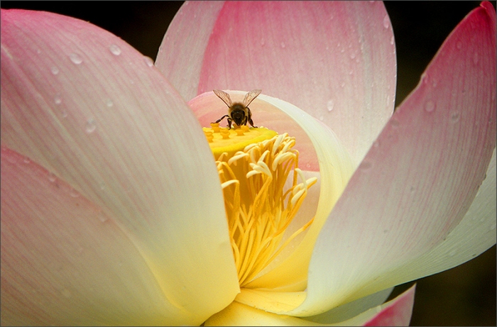 Biene in einer Lotusblume