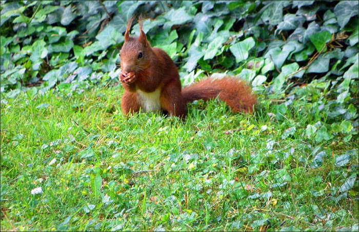 Eichhörnchen