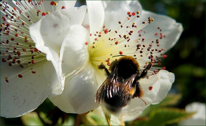 Hummel in einer Blüte