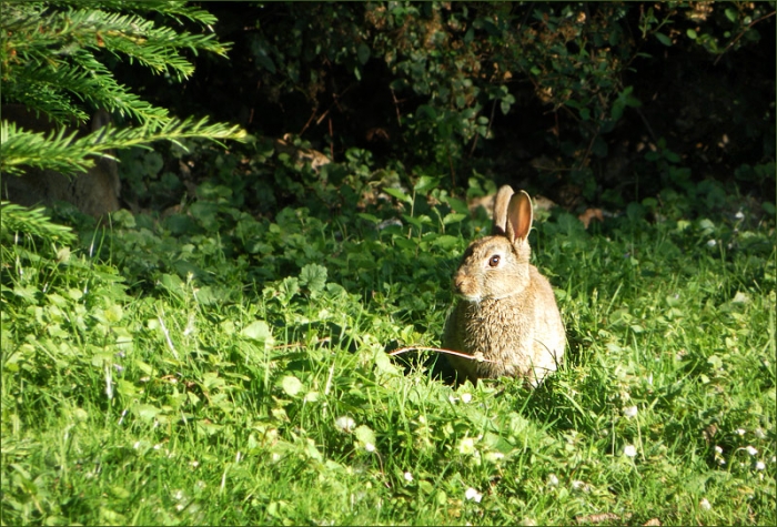 Wildkaninchen