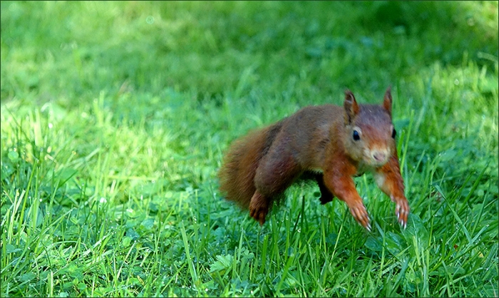 Springendes Eichhörnchen