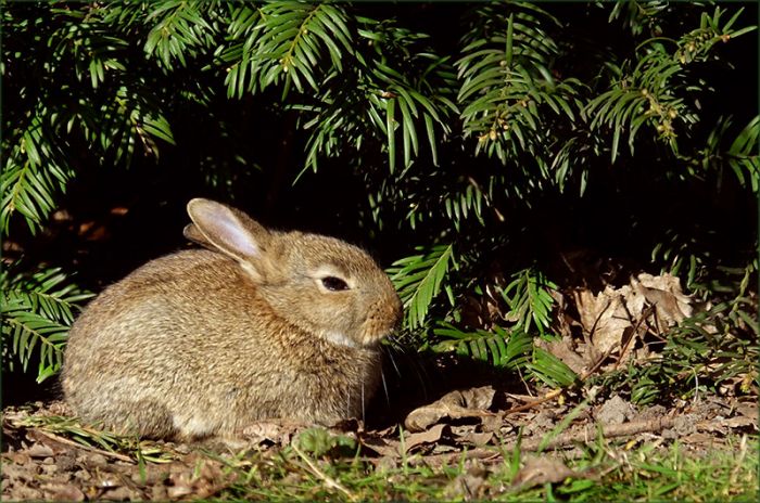 Junges Wildkaninchen