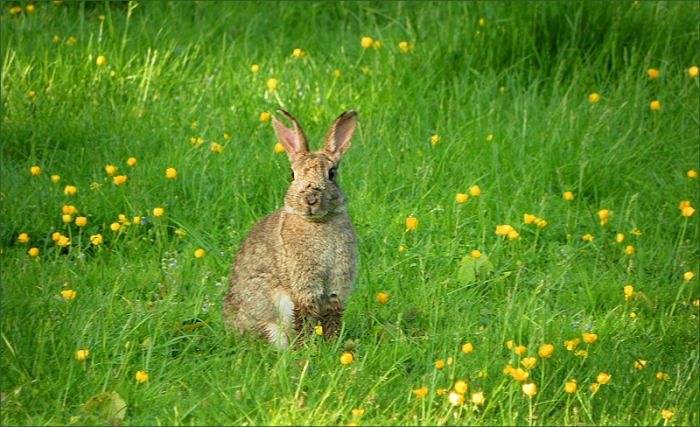 Wildkaninchen auf der Maiwiese