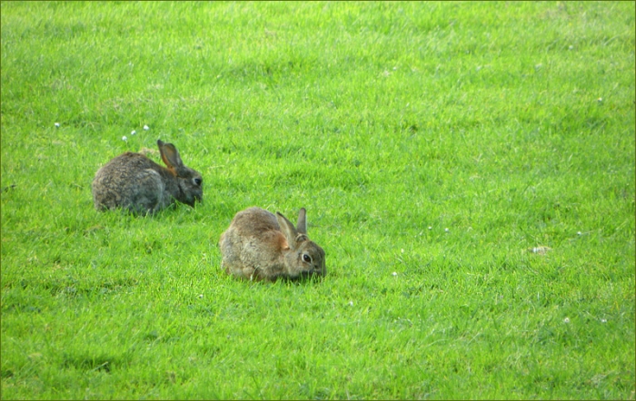 Zwei Wildkaninchen