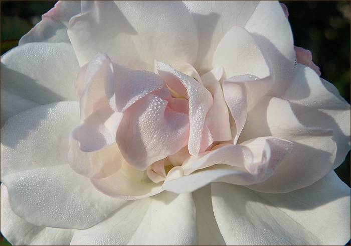 Rose mit Morgentau