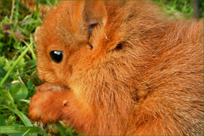 Junges Eichhörnchen