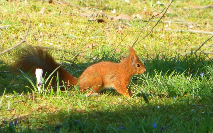 Eichhörnchen und Krokus