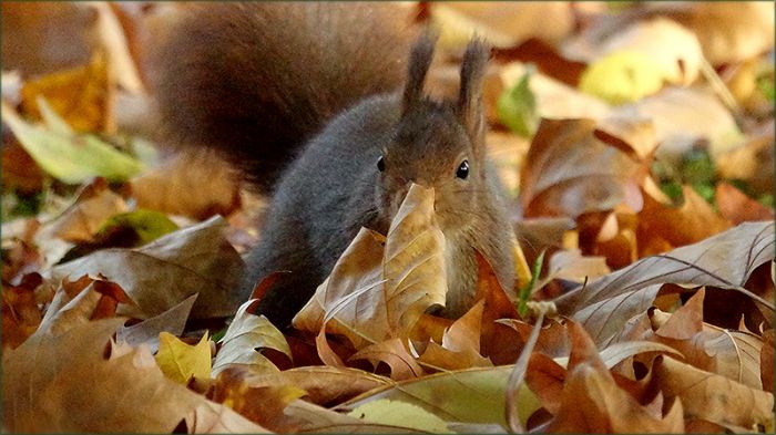 Eichhörnchen im Laub