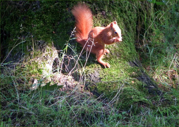Eichhörnchen im Morgenlicht