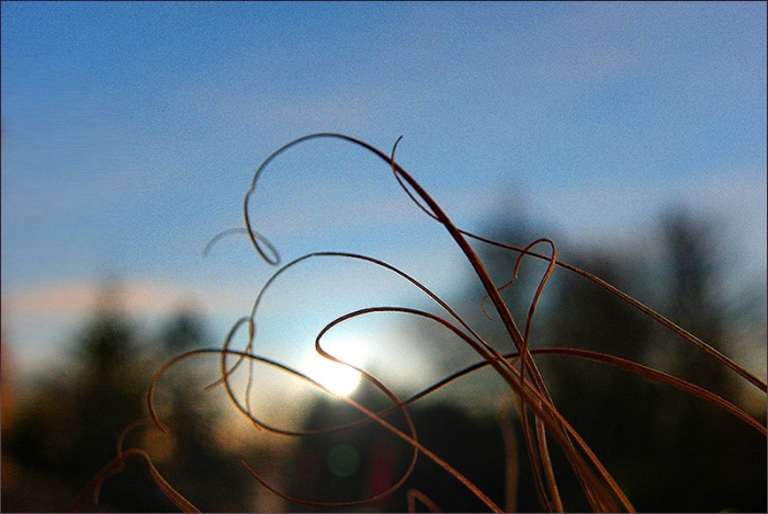 Gräser bei Sonnenaufgang