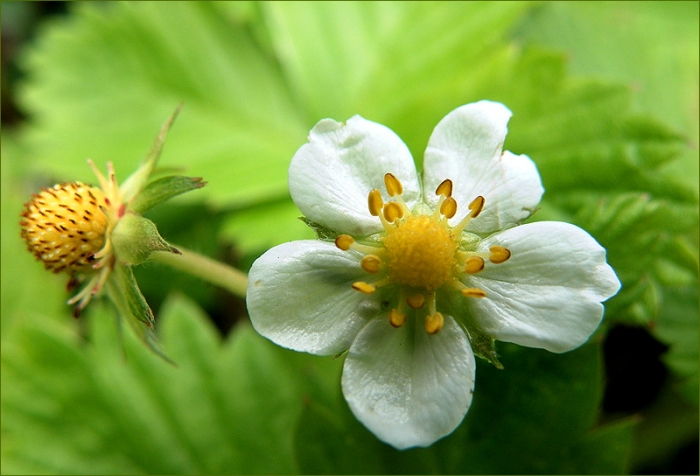 Walderdbeere und Blüte