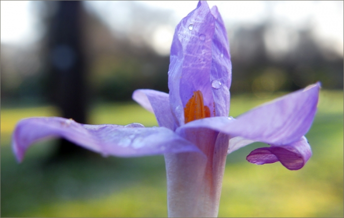 Krokus mit Regentropfen