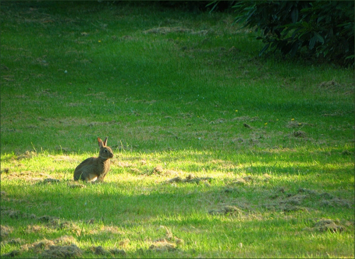 Wildkaninchen in der Morgensonne