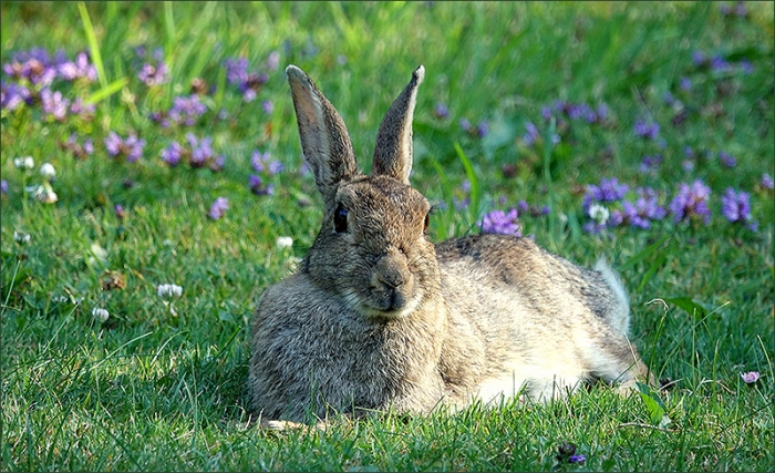 Wildkaninchen