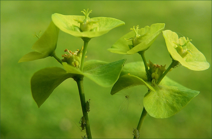 Maigrün mit Blattläusen
