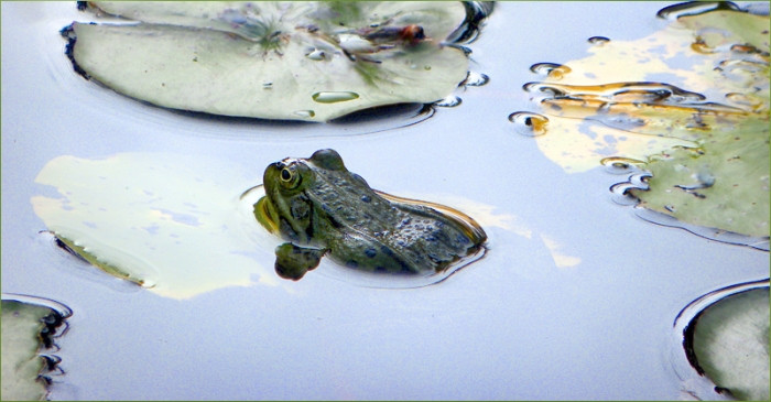 Wasserfrosch