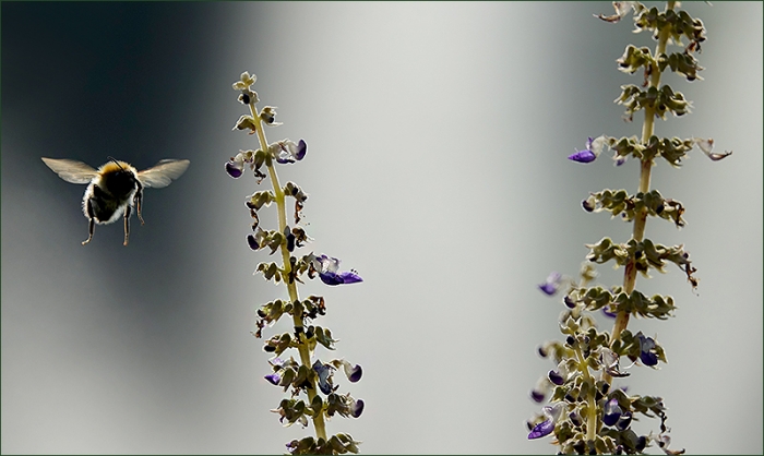 Hummel im Morgennebel