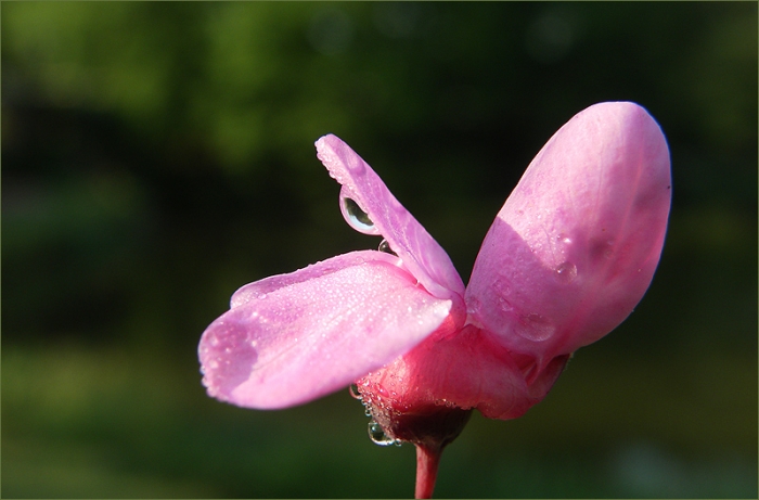 Blüte mit Regentropfen