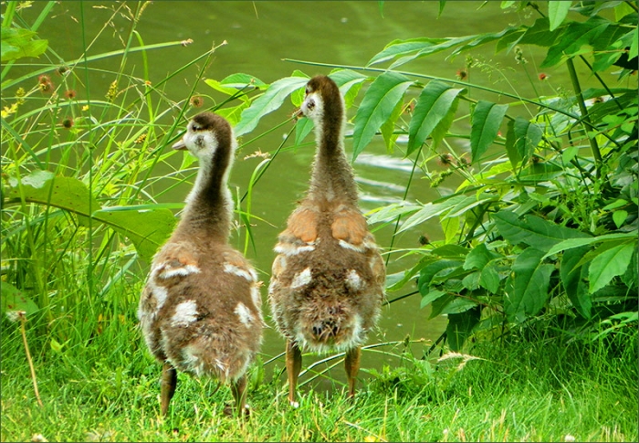 Zwei Nilgansküken