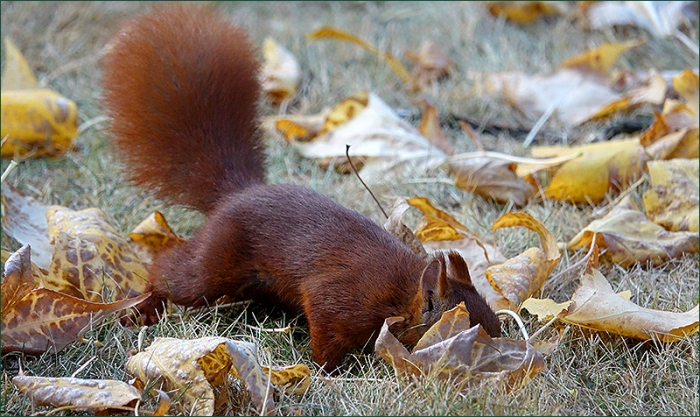Eichhörnchen im Herbstlaub