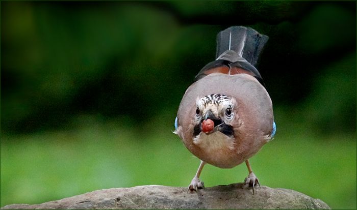 Eichelhäher mit einer Nuss