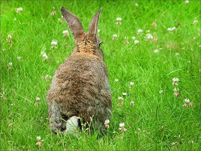 Wildkaninchen in der Wiese