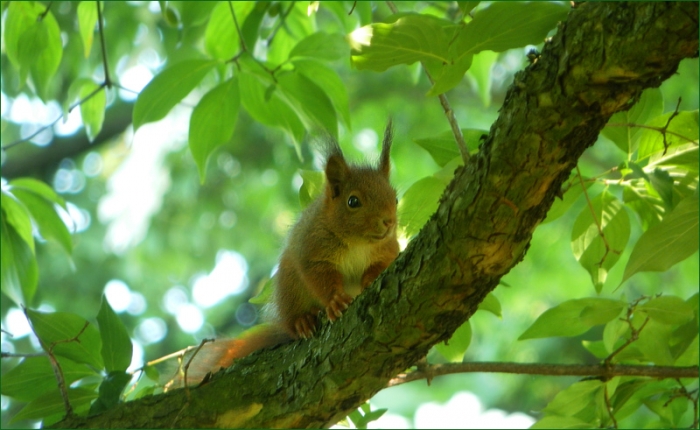 Junges Eichhörnchen