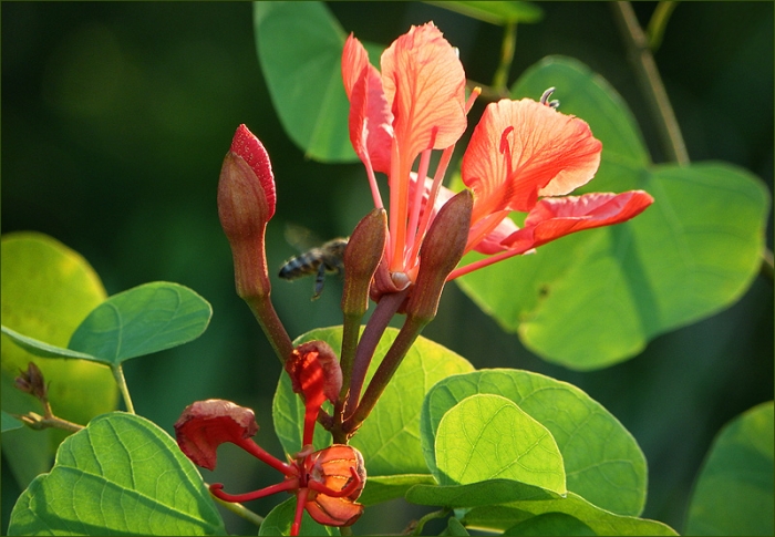 Blüten