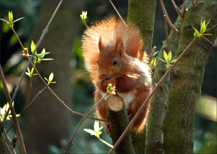 Eichhörnchen