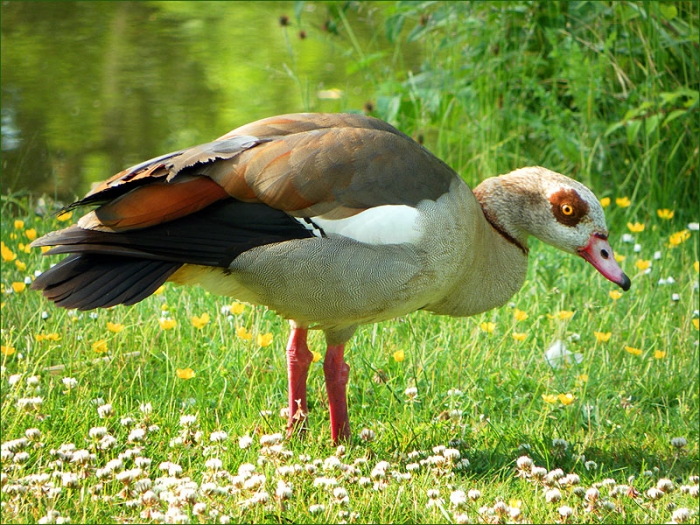 Nilgans