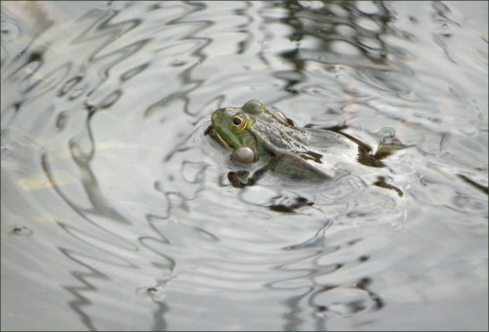 Wasserfrosch
