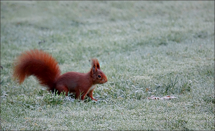 Eichhörnchen auf einer Wiese mit Raureif